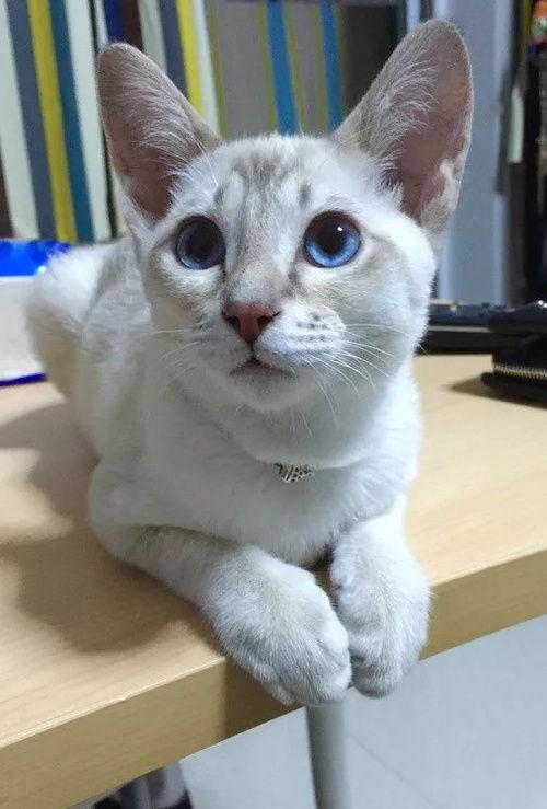 吉林猫贩子爆料视频,揭露猫贩子黑幕，动物权益引关注